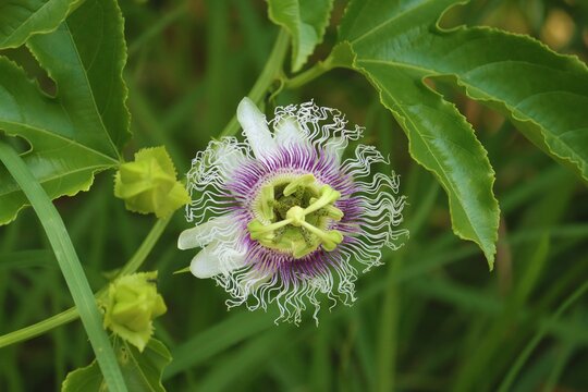 Passion fruit flower growing in a garden