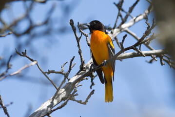 A yellow and black bird is perched on a branch