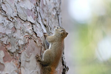A squirrel is climbing up a tree trunk