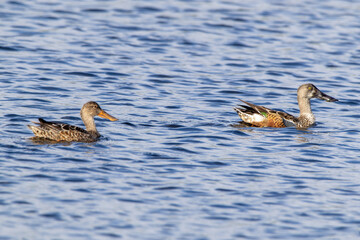 Pair of Northern Shovelers Swimming in Open Lake