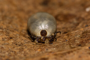 Black-legged Tick Laying Eggs - Ixodes scapularis