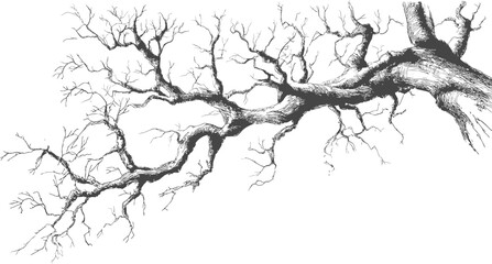Fototapeta premium Detailed drawing of an intricate tree branch in monochrome art style, nature sketch. Vector illustration