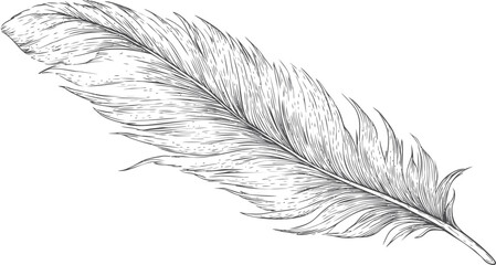 Obraz premium Detailed black and white sketch of a single feather with fine lines. Vector illustration