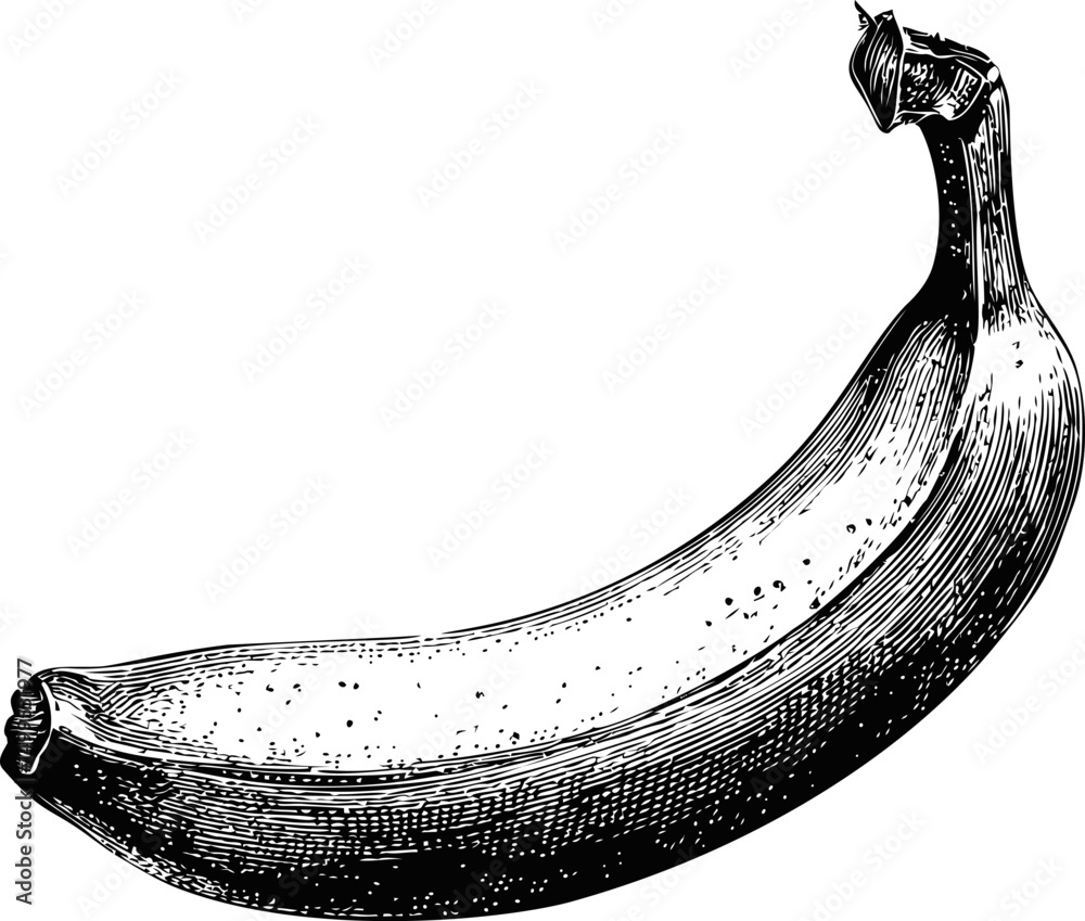 Poster detailed black and white etching of a banana with intricate textures. vector illustration