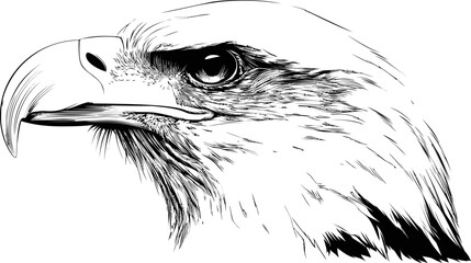 Detailed black and white sketch of a majestic eagle's head in profile view. Vector illustration