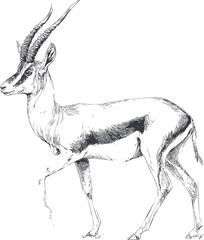 Fototapeta premium Sketch of a graceful gazelle with curved horns in detailed black and white art. Vector illustration