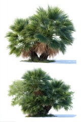 Two Isolated European Fan Palms on White Background Lush Green Foliage Tropical Plants Landscaping Elements