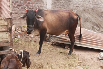 Black indian cow close up from different angles view. 