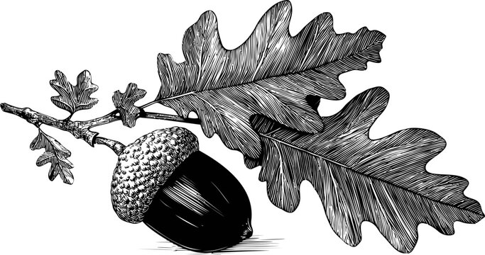 Detailed black and white illustration of an acorn and oak leaves on a branch. Vector illustration