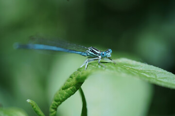 Dragonfly insect at spring macro photography