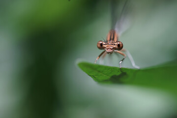 Dragonfly insect at spring macro photography
