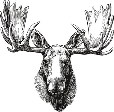 Detailed black and white illustration of a moose head with large antlers. Vector illustration