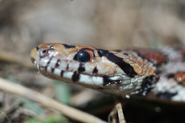 Snake with colors in the forest