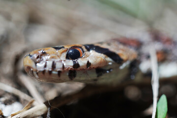 Snake with colors in the forest