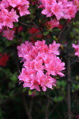 咲き誇る情熱の花