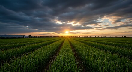 Serene Sunset over Lush Green Rice Paddy Fields Nature's Peaceful Panorama