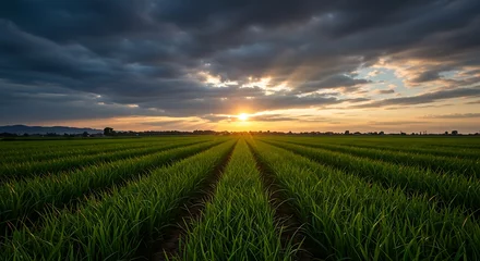 Foto auf Acrylglas Hotel Serene Sunset over Lush Green Rice Paddy Fields Nature's Peaceful Panorama  © Landscapers