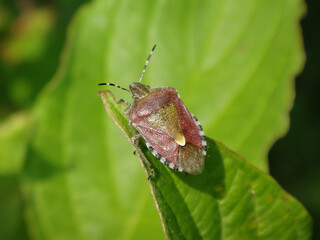 Hairy shield bug (Dolycoris baccarum), adult in spring and summer colours sitting on a dogwood leaf