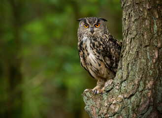 Eurasian eagle owl ( Bubo bubo ) close up