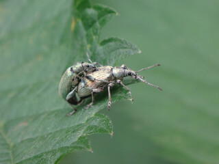 Nettle weevil (Phyllobius pomaceus), mating pair