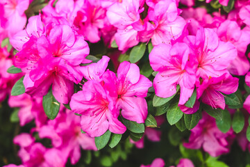 Vibrant pink azaleas blooming in a garden during springtime