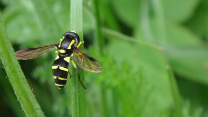 Superb ant-hill hover fly (Xanthogramma pedissequum s.l.), male resting on a blade of grass