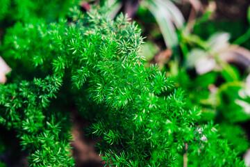 Close-up of vibrant green foliage thriving in an outdoor garden during bright daylight