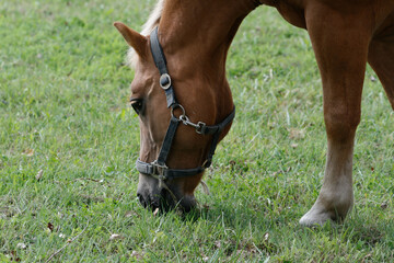 Chestnut horse grazing peacefully in green pasture on sunny day