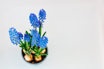 Colorful blue flowers in a pot showcasing seasonal beauty in bright light