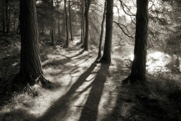 Naklejka premium Write a poem about the interplay of light and shadow in the woods