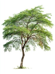 Isolated Delonix Regia Tree on White Background Full Shot Tropical Tree with Green Leaves and Brown Trunk Botanical Specimen Flora