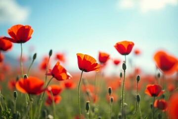 Obraz premium Red poppies bloom in a vibrant green field under a bright clear sky, symbolizing freedom, remembrance, and natural beauty.