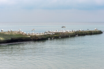A flock of seagulls on a concrete pier in the sea in cloudy weather