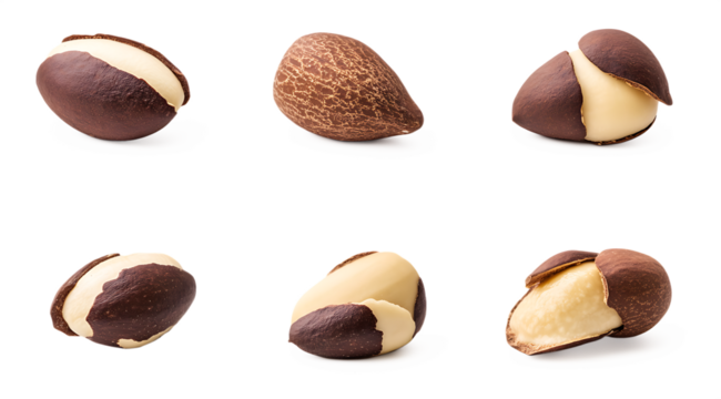 Six shea nuts isolated on a white background png ai generated