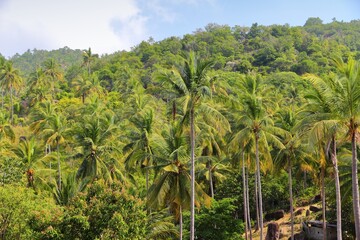 Fototapeta premium Thailand landscape - Ko Tao island