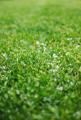 Naklejka premium Fresh small hailstones scattered across a vibrant green lawn, highlighting a recent weather event.