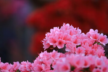 咲き誇る情熱の花