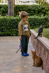 Little boy playing with cats outdoors.