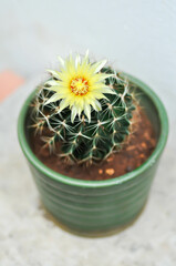 Thelocactus setispinus or Ferocactus hamatacanthus , Miniature Barrel Cactus flower or yellow flower or cactus flower