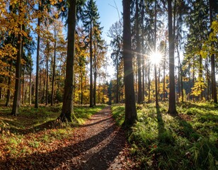 Fototapeta premium Forest panorama in autumn with hiking trail and sun shining through the trees 