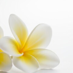 Fototapeta premium Plumeria glow