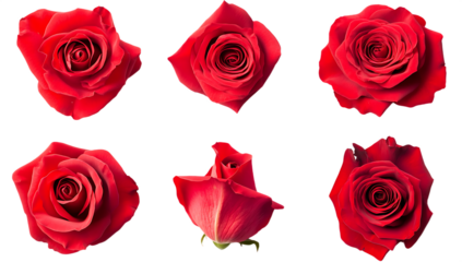Six red roses isolated on a white background png ai generated