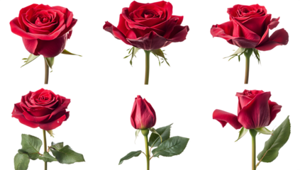 Six red roses isolated on a white background png ai generated