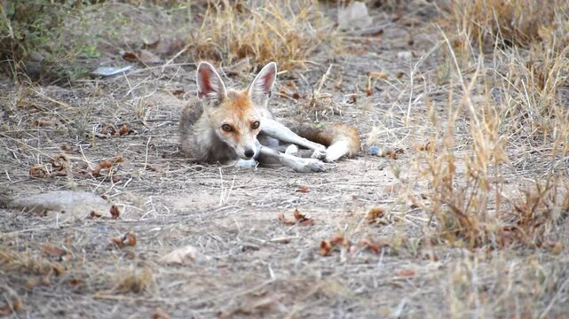 desert fox or Vulpes vulpes pusilla resting calmly in the arid landscape of the Thar Desert in Rajasthan, India. wildlife documentaries, educational content, and nature-related visuals concept.