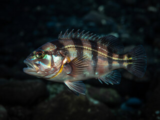 Fototapeta premium Striped Seabass Underwater Closeup Photograph Showing Detailed Fins and Scales