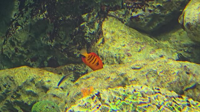 Flame angelfish, Centropyge loriculus, swimming undersea.