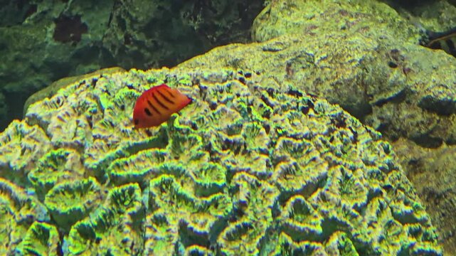 Flame angelfish, Centropyge loriculus, swimming undersea.
