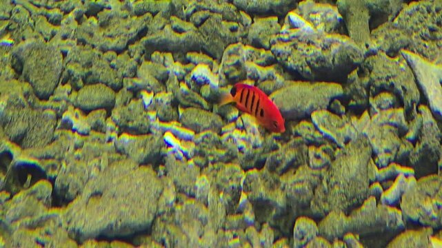 Flame angelfish, Centropyge loriculus, swimming undersea.