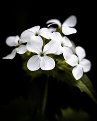 White flowers