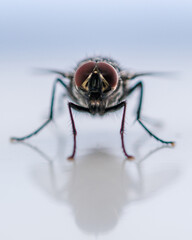 Close-up fly